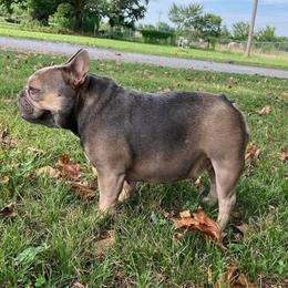Dally - French Bulldog