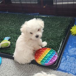 Maltese Puppies from Arizona Maltese Gems