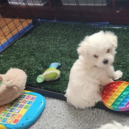 Maltese Puppies from Arizona Maltese Gems
