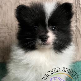 AKC FLASH - Black parti male Pomeranian puppy in Watkins Glen, New York from Wicked Spirits Pomeranians