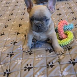 Boy 1 - Blue fawn male French Bulldog puppy in Crane, Missouri from James River French Bulldogs
