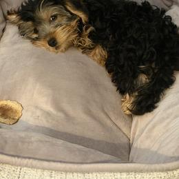 Old English Sheepdog, Poodle, Sheepadoodle, and Yorkipoo Puppies from Love Tallulah Sheepadoodles LLC