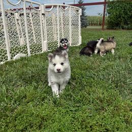 Aurora - Tri-color female Pomsky puppy in Lyons, Nebraska from Goodness Gracious Pomskies