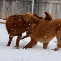 Golden Retriever and Miniature Australian Shepherd All Grown Up from Raised Right Pups