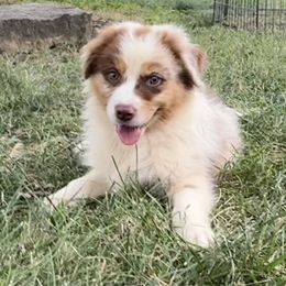 Boy 4 - Red merle male Australian Shepherd puppy in Lowell, Indiana from Bearfoot Aussies and Tollers