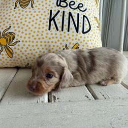 Hershey - Dapple female Dachshund puppy in Dobson, North Carolina from Oakleys Dachshund Haven