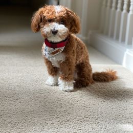 Maltipoo and Shihpoo All Grown Up from Junes Maltipoos