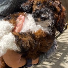 Goldendoodle Puppies from Labradoodleday
