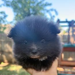 Callahan - Black parti male Pomeranian puppy in Edmond, Oklahoma from Okie Poms