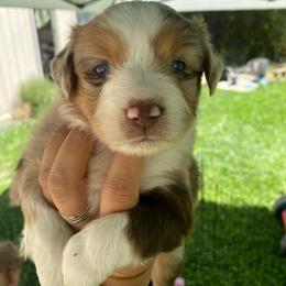 Rocky Road - Red merle female Miniature Australian Shepherd puppy in Sonora, California from Quarle Ranch Mini Aussies