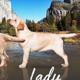 Lady  - Labrador Retriever