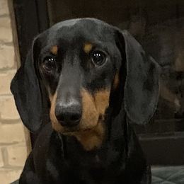 Dachshunds and Poodles from Arkansas Poodles & Dachshunds