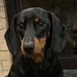 Dachshunds and Poodles from Arkansas Poodles & Dachshunds