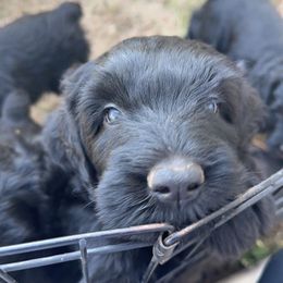 Black Russian Terrier Puppies from Nova Noir