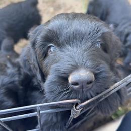 Black Russian Terrier Puppies from Nova Noir
