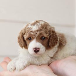 Female Beige Parti - female Poodle puppy in Jacksonville, Florida from Lolo’s Aussiedoodle