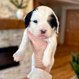 Lace - Tri-color female Cavapoo puppy in Midland, Michigan from Northern Charm Farm