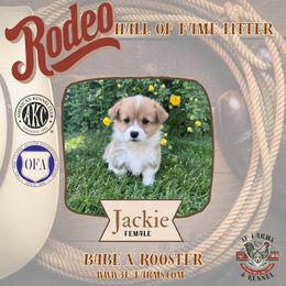 Jackie - Red female Pembroke Welsh Corgi puppy in Elberta, Utah from 3F Farms- Pembroke Welsh Corgis and Irish Wolfhounds