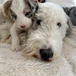 Jacki - Merle female Double Doodle puppy in Sturtevant, Wisconsin from Raising Doodles