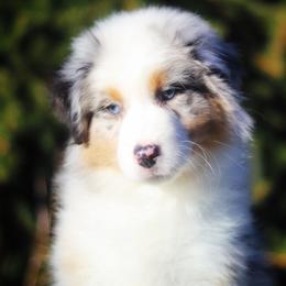 Miniature American Shepherd Puppies from Casita Miniature American Shepherds