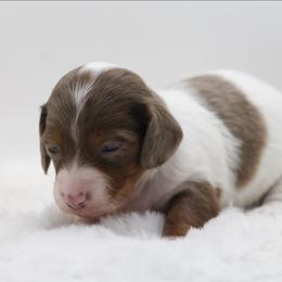 Female 1 - Dapple female Dachshund puppy in Childress, Texas from Taylor Farms