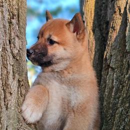 Cooper - Red male Shiba Inu puppy in Carpentersville, Illinois from Veronika's Shiba Inus