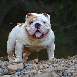 Bulldogs and French Bulldogs from Double B Bulldogs