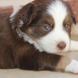 Miniature Australian Shepherd and Toy Australian Shepherd Puppies from TK Mini & Toy Aussies
