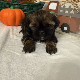 Barbie - Sable female Shih Tzu puppy in Boiling Springs, South Carolina from Sherry Whiteside's Shih Tzus