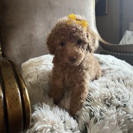 Iris - Red  female Poodle puppy in Los Banos, California from CORONA TOY POODLES