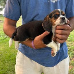 Girl 2 - Black fawn and white female Beagle puppy in Hudson, Michigan from Bachman’s Kennel