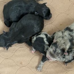 Pomeranian puppies from Peapod Pomeranians