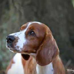 Welsh Springer Spaniel All Grown Up from Renascent Welsh Springer Spaniels