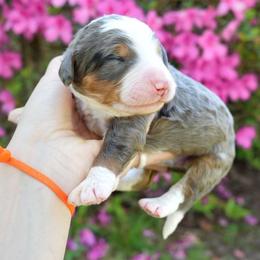 Tide - Merle male Bernedoodle puppy in Folsom, Louisiana from DoodlesFarmCo