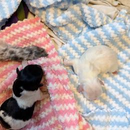 Coton de Tulear puppies from Avana Cotons