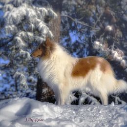 LilyRose - Collie