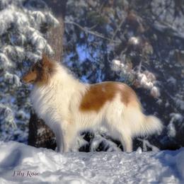 LilyRose - Collie