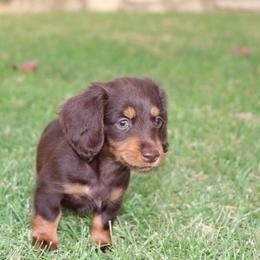 Dachshund Puppies from Dachshund Pups