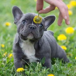 French Bulldog puppies from Blue Mountain French Bulldogs