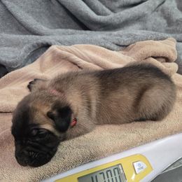 Boy 1 - male Cane Corso puppy in Beaver Crossing, Nebraska from Blue River Cane Corso
