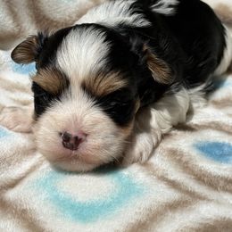 Broc - Black and tan male Havanese puppy in Wappapello, Missouri from Titanium Havanese LLC