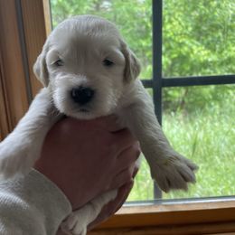 Goldendoodle Puppies from Island Doodles of Maine