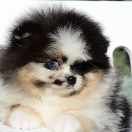 Pomeranian Puppies from Pomeranian gem