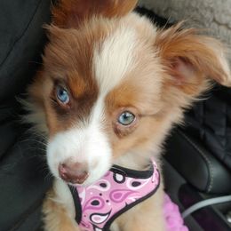 French Bulldogs, Miniature Australian Shepherds, and Toy Australian Shepherds from Water Wheel Farm