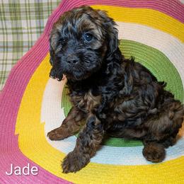 Jade - Brown and tan female Cockapoo puppy in Sunset, Louisiana from Cano Cockapoos