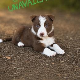 Stormfly - Chocolate female Border Collie puppy in Sanger, California from Flying M Cactus Ranch Buddies