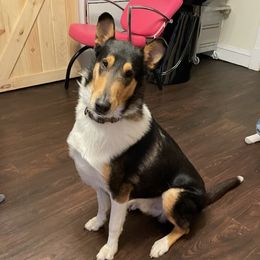 Collies from Clark's Collies