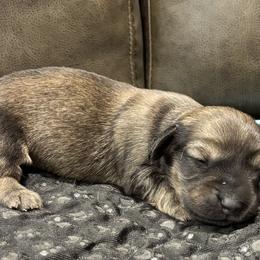 Shade cream - Cream female Dachshund puppy in Crestview, Florida from Neverending Dachies