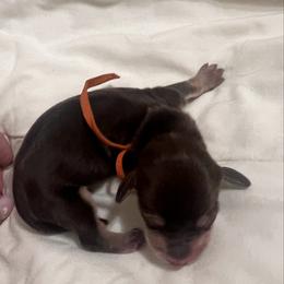 Reese's - Chocolate and cream female Dachshund puppy in Miami, Florida from Maitime Dachshund