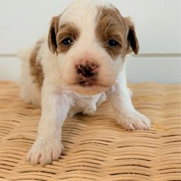Coral - Parti female Goldendoodle puppy in Livermore, Colorado from Heritage Hills Family Doodles
